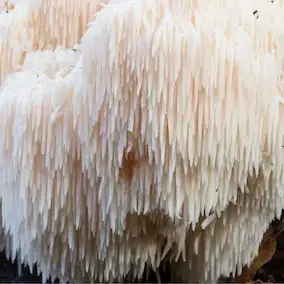 MindJoint Mushroom - Close-up of white MindJoint Mushroom with cascading spines, associated with joint and cognitive support.