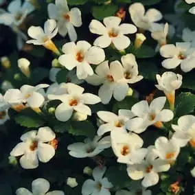 BrainJoint Herb - Cluster of white medicinal flowers symbolizing natural support for mental clarity and joint health.