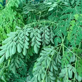 LifeTree Powder - Fresh LifeTree leaves hanging from branches, known for boosting vitality and energy levels.