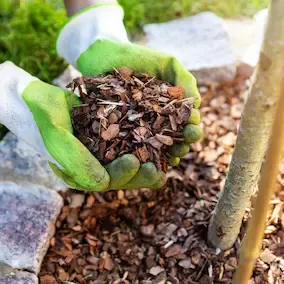 JointStrength Extract - Close-up of hands scooping pine bark chips into soil, representing a powerful natural extract for joint relief.