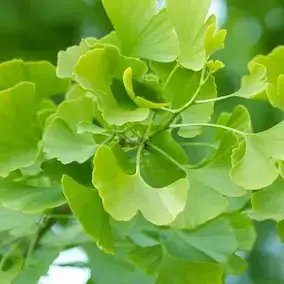 CircuFlow Leaf - Bright green CircuFlow leaves, known for supporting healthy circulation and reducing inflammation.